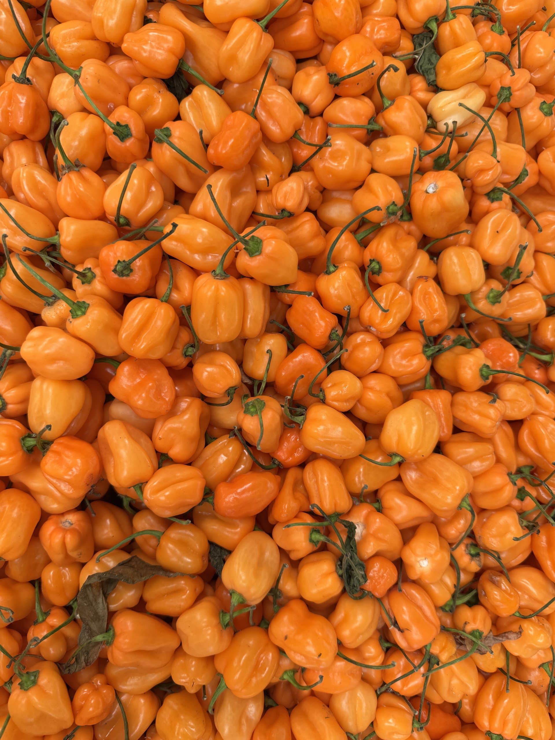 Chile habanero naranja