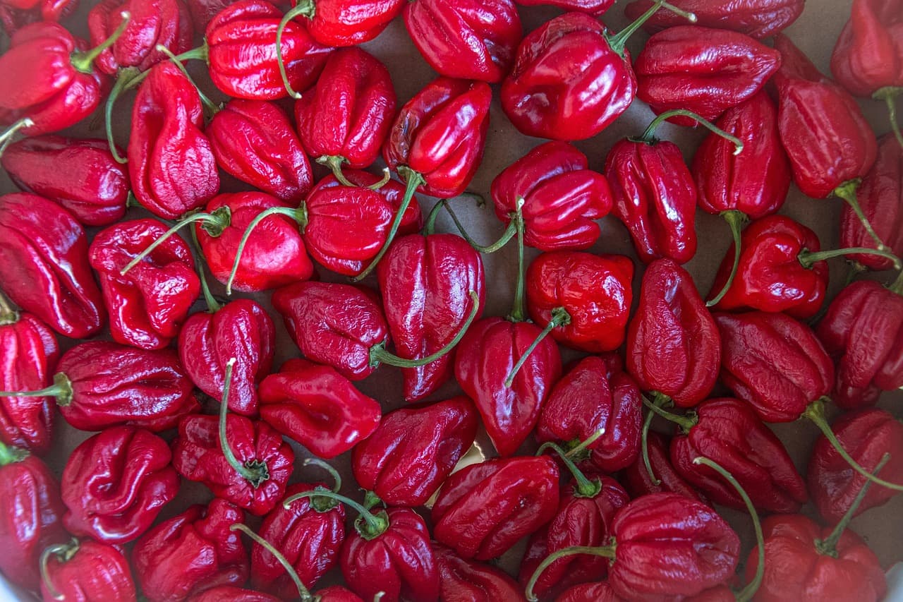 Chile habanero rojo