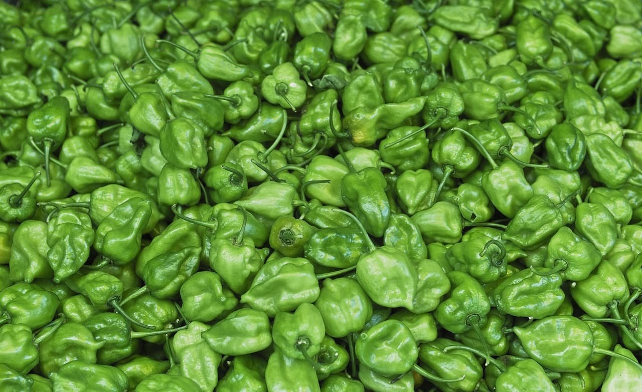 Chile habanero verde
